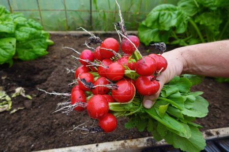 Bauer mit einem Bündel frisch geernteten Lauch im Gemüsegarten. Radieschen auf fruchtbarem Boden anbauen