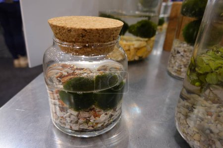 A jar with a cork lid and a green plant inside. The jar is on a table with other jars and a person is standing behind it