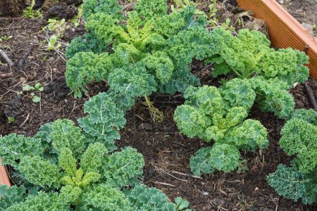cultivation of kale in raised bed with fertile soil in vegetable garden
