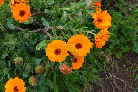 belle fleur de calendula orange prête à produire des graines dans le jardin