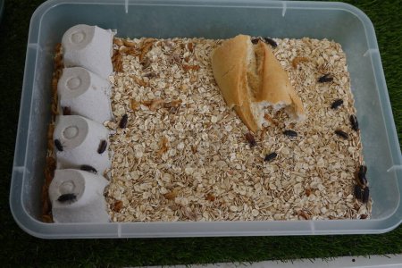 homemade mealworm farm. many tenebrions turned beetle.