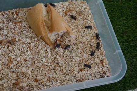 mealworm farm transformed into a beetle. tenebrio worm killed and transformed into a pupa.