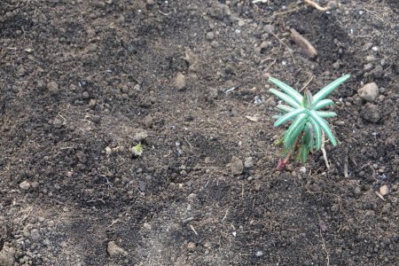Téléchargez les photos : Euphorbia lathyris pousse dans le potager. plante taupe pour repousser les rongeurs. euphorbe. - en image libre de droit