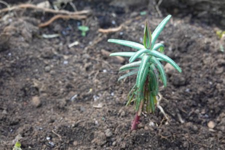 Téléchargez les photos : Jeune plante d'Euphorbia lathyris qui pousse dans le potager. plante taupe pour repousser les rongeurs. euphorbe - en image libre de droit