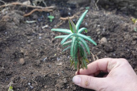 man finds Euphorbia lathyris growing in the vegetable garden. mole plant. spurge