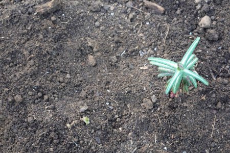 Euphorbia lathyris que crece en el huerto. Planta topo. cultivo de urticaria.