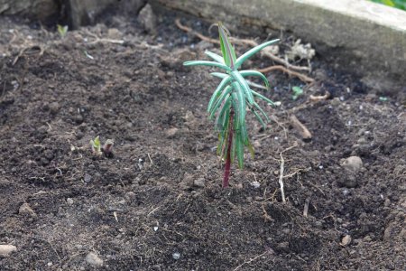 Euphorbia lathyris que crece en el huerto. Planta topo. cultivo de urticaria.