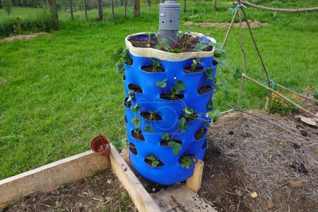 Foto de Torre de fresas. cultivo de fresas en tambor de plástico azul abierto para plantar fresas - Imagen libre de derechos