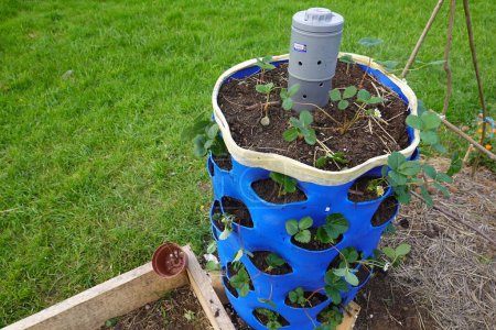 Foto de Torre de fresas. cultivo de fresas en recipiente de plástico azul abierto para cultivar fresas en casa - Imagen libre de derechos