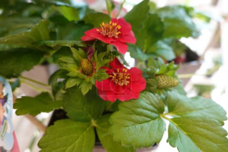 A red flower with green leaves sits in a pot