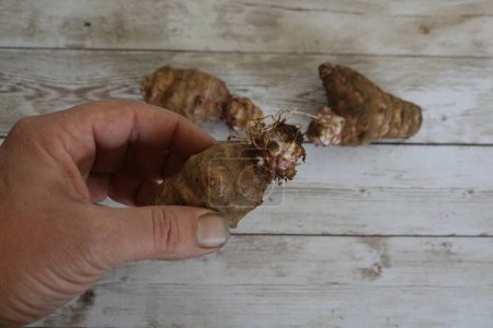 man holding roots of Sunchoke or Helianthus tuberosus with roots for Jerusalem Artichoke cultivation