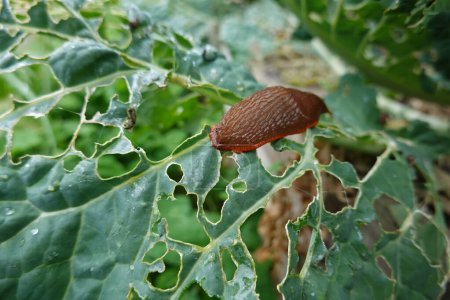 orange slug eating cabbage leaves, pest in the vegetable garden