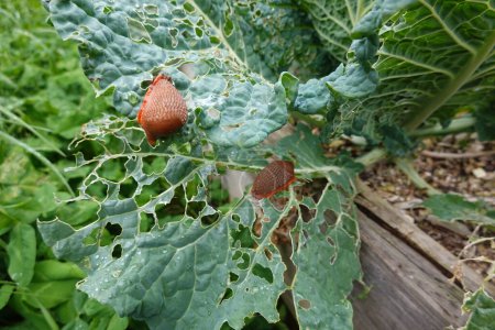 two orange slugs eating leaves of vegetable garden crops. pest control