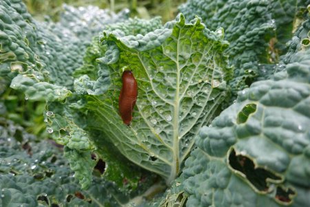 orange slug on a rainy day eating leaves of vegetable garden crops. pests in the vegetable garden