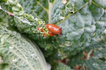 detail of orange slug eating cabbage crops in vegetable garden