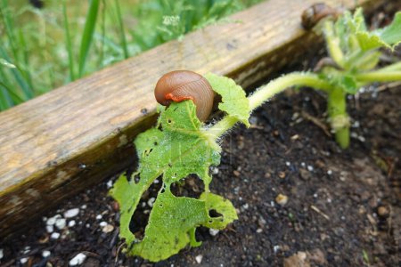 pest in the vegetable garden. slugs and snails eating young pumpkin plants.