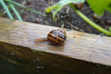 snail walking on a rainy day on the wood of a raised bed of vegetable garden timber