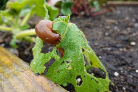detail of slug eating leaves of young crops in the vegetable garden.