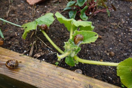 rainy day in the vegetable garden with snail infestation on young pumpkin plant