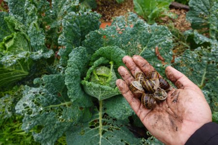 gardener holds snails in his hand that he has picked up from a cabbage crop. snail infestation in the vegetable garden