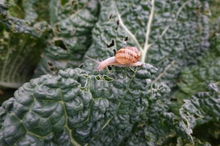 snail tries to get to a part of a crop leaf to eat it. vegetable garden pests