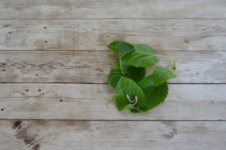 gusanos de seda sobre hojas de morera alimentándose sobre fondo de madera