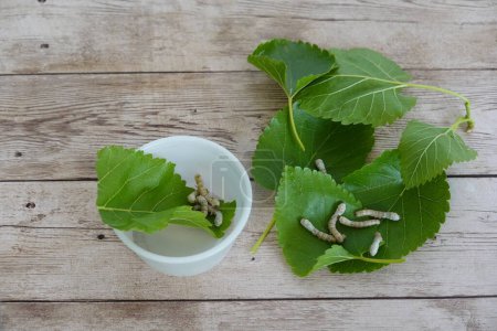 orugas de seda sobre hojas de morera y un recipiente para cuidarlas en casa gusanos de seda