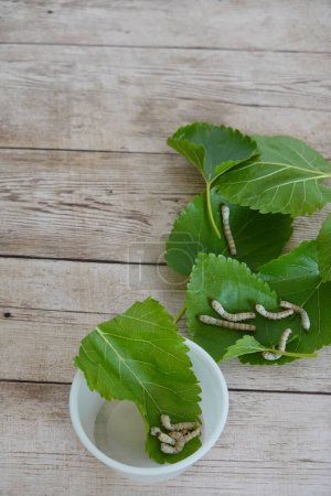 container with silkworms for home care with mulberry leaves