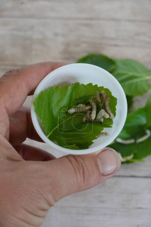 man holds container of silkworms with mulberry leaf to care for them at home