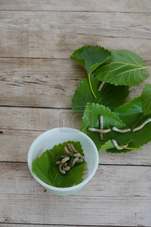 silkworm caterpillars on mulberry leaves in a container for home culture