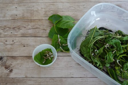 sericulture at home, silkworms in homemade containers for silkworm caterpillar care