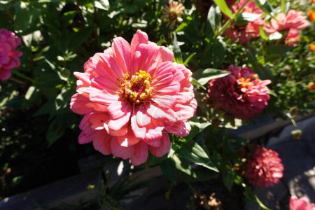 A pink flower with yellow center is in a garden. The flower is surrounded by other pink flowers