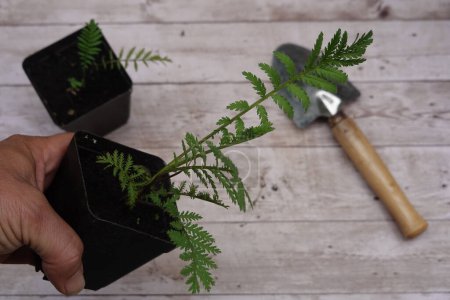 man holds young tansy plant in pot ready for transplanting