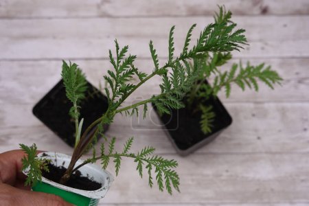 young tansy plant in recycled pot for planting in the vegetable garden held by a man's hand
