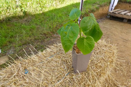 Téléchargez les photos : Plante tamarillo en pot prête à être plantée dans le potager sur une balle de paille. tomate des arbres - en image libre de droit