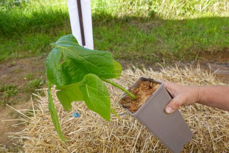 Landwirt mit eingetopften Baumtomaten für Gemüsegarten. junge Tamarillopflanze