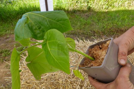 farmer holding small tamarillo pot for transplanting