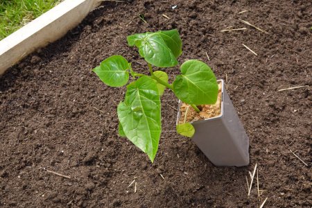 Téléchargez les photos : Pot tamarillo sur le sol à planter. tomate - en image libre de droit