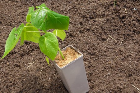 planta joven de tomate de árbol en maceta para trasplantar a suelo fértil. cultivo de tamarillo