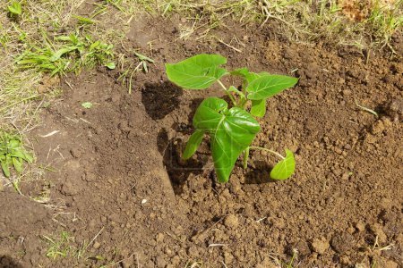 junge Tamarillo-Pflanze oder Baumtomate, die im Gartenboden gepflanzt wird