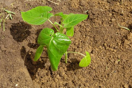 primer plano de tomate o tamarillo recién plantado en el suelo, planta joven de tamarillo