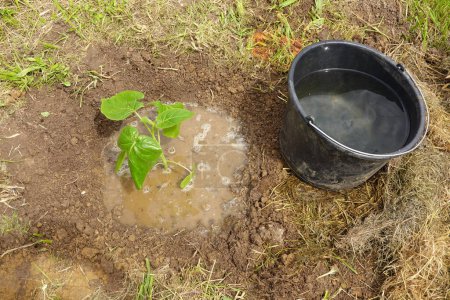 tamarillo plant freshly watered with a bucket, watering tree tomatoes