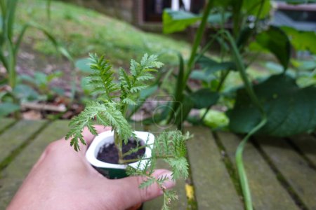 man holding small tansy plant in recycled pot. plant propagated by cutting.