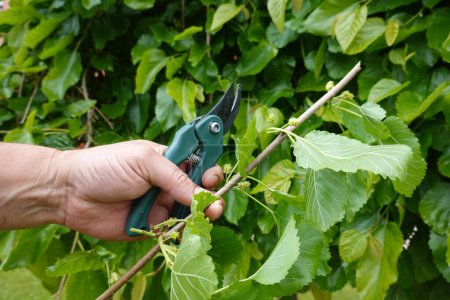 man holds mulberry branch to make cuttings, reproducing mulberry tree by cuttings