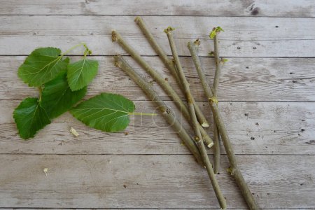 close-up of mulberry branches to make mulberry cuttings. mulberry branches for rooting