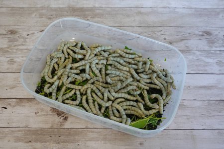 silkworm breeding at home. a lot of silkworm caterpillars for sericulture.