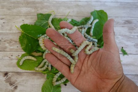 Nahaufnahme von Seidenraupen in der Hand eines Mannes im Hintergrund der Rest der Würmer, die Maulbeerblätter fressen