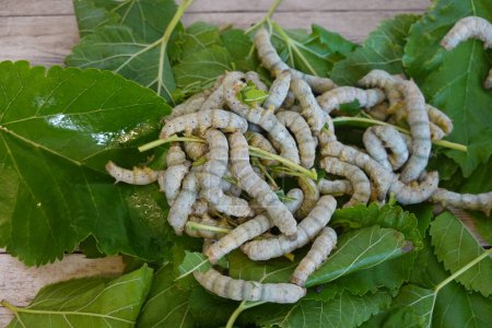 feeding silkworms with mulberry leaves. home sericulture.