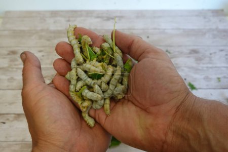 man holding silkworms bred to produce cocoons with both hands. final stage of silkworms