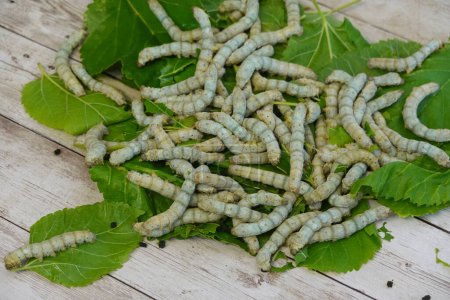 hundreds of silkworms feeding on mulberry leaves on a wooden board. home silkworm farming